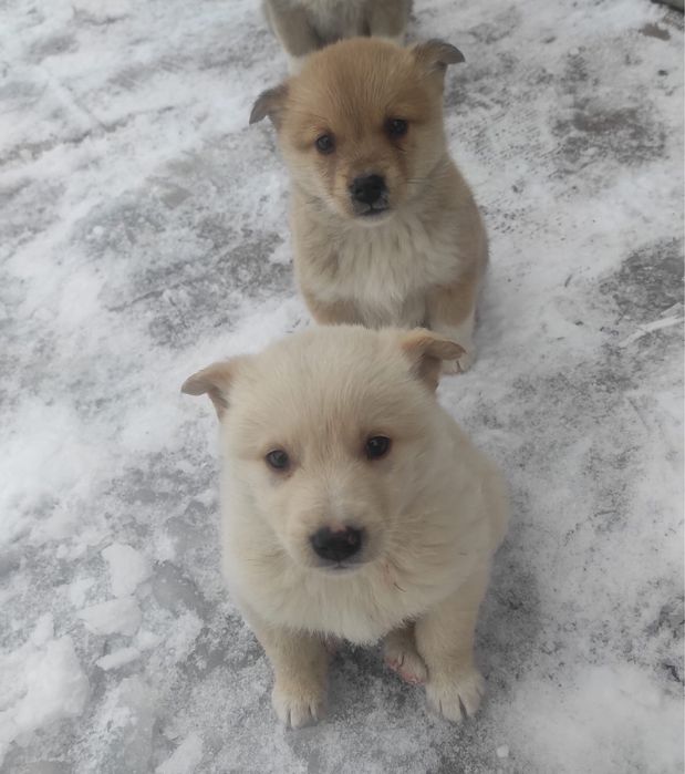 Щеночки в хорошие руки