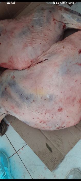 Конина,казы, лжки, я Жылы  казы, сан