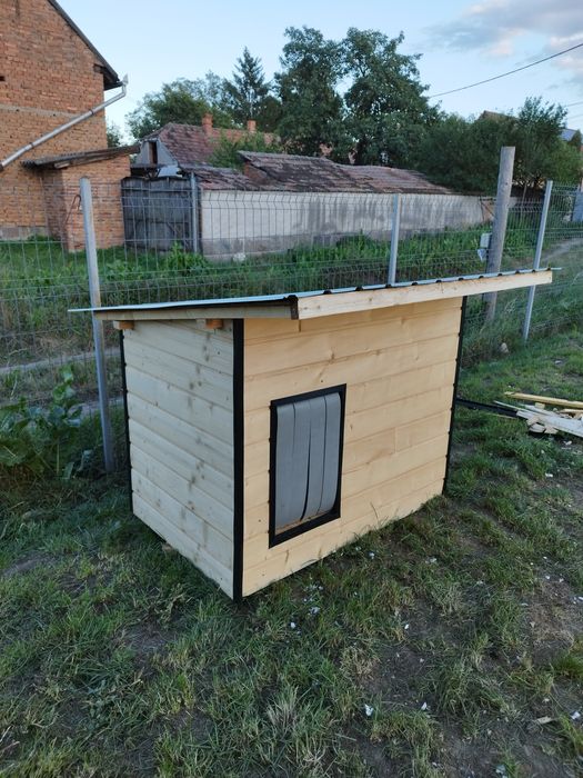 Vand cusca pentru caine