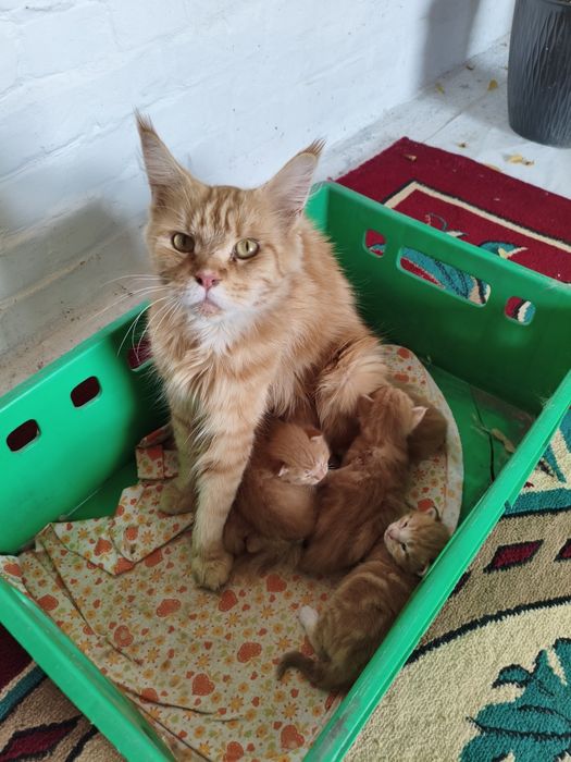 Продам котят мейнкуы золотой)