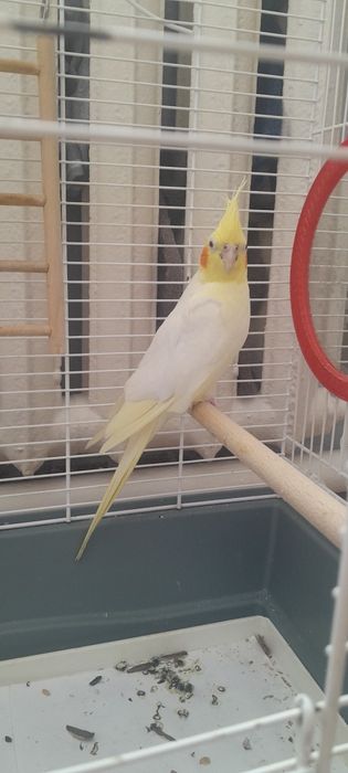 Продам попугая карелла девочка