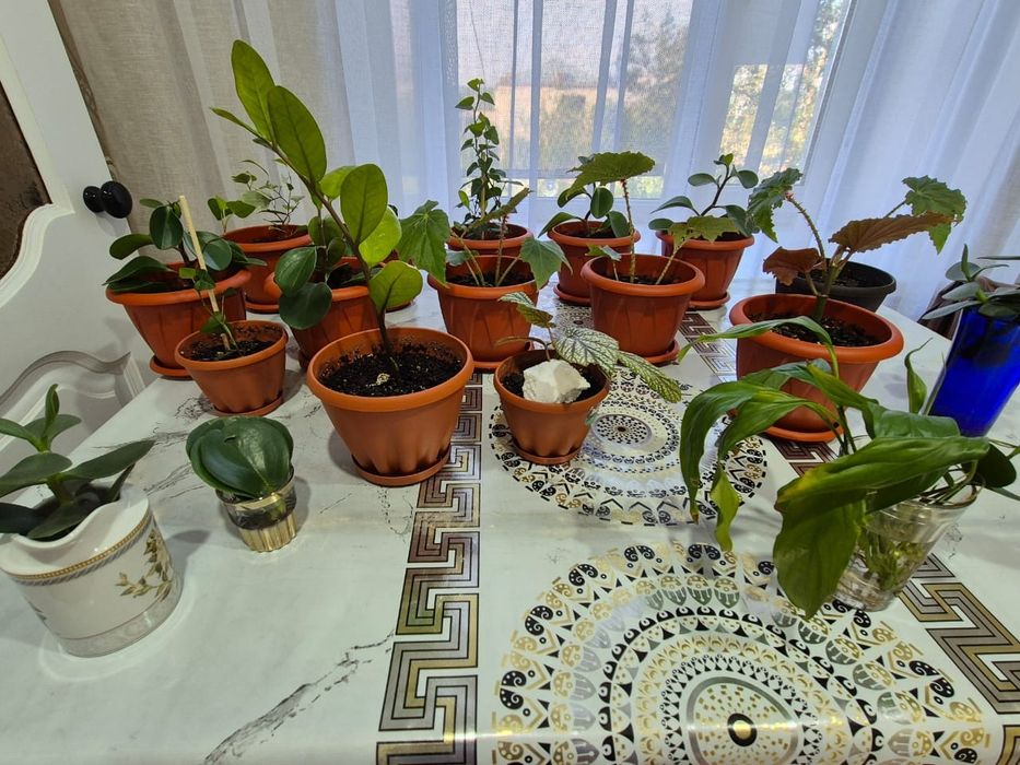 Продам комнатные цветы