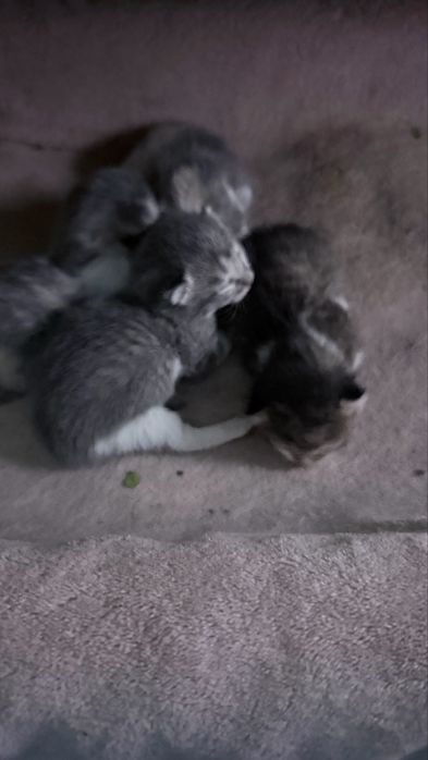 Котята только родились неделя