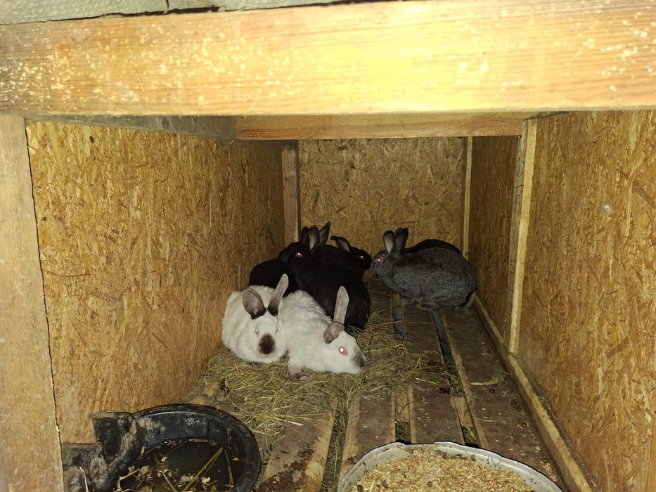 Продам кроликов разных возрастов.