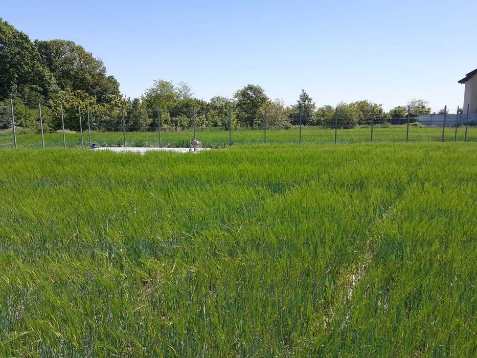Vand teren in Cernica, Caldararu pentru casa sau parcelare