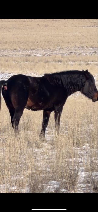 Айғыр айгыр жеребец