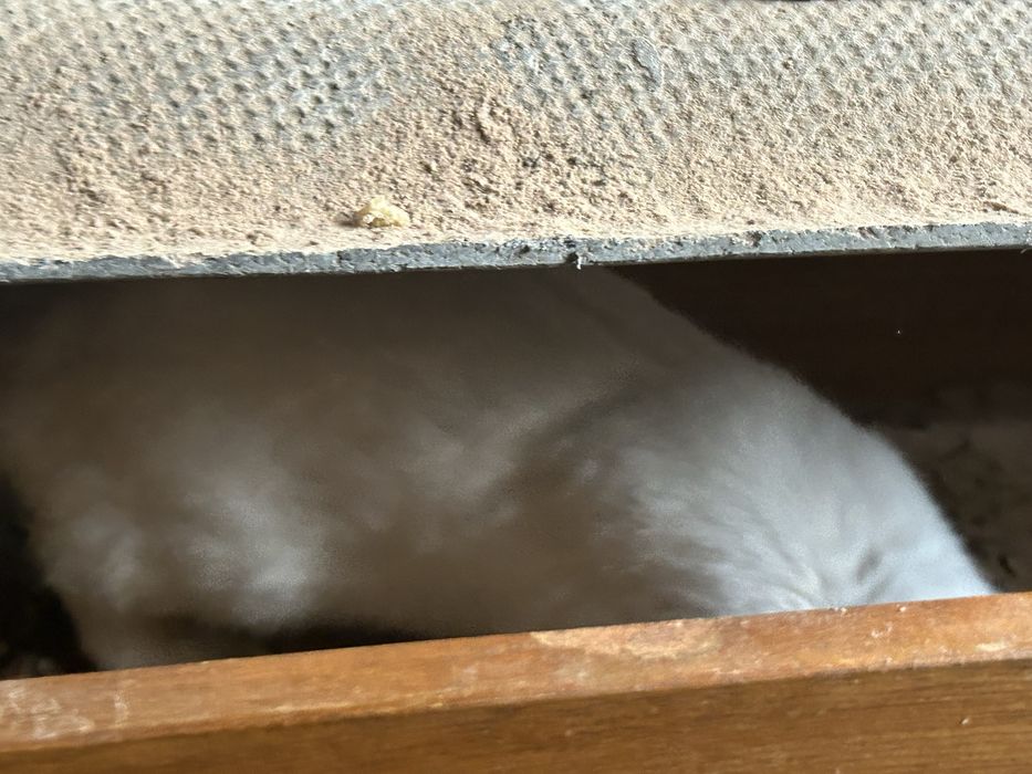 Erkak quyon sotiladi