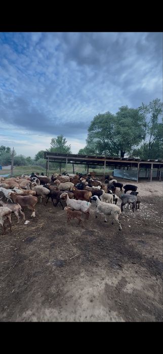 Продам баранов.