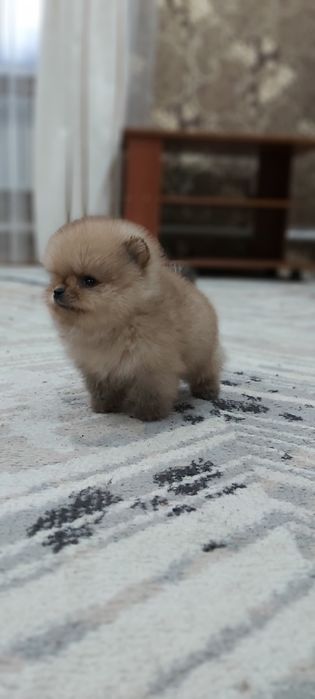 Шпиц кремовый мальчик