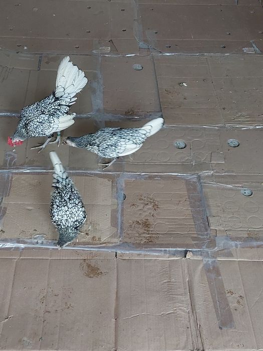 Gaini  Faverolles ,și  altele..