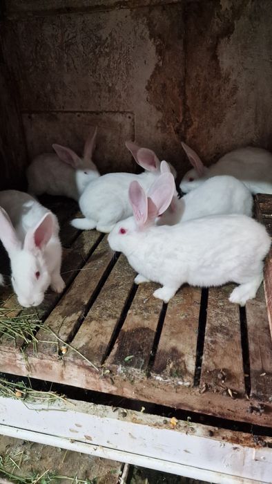 Iepuri Hycole si Secuiești vârsta 2 luni.