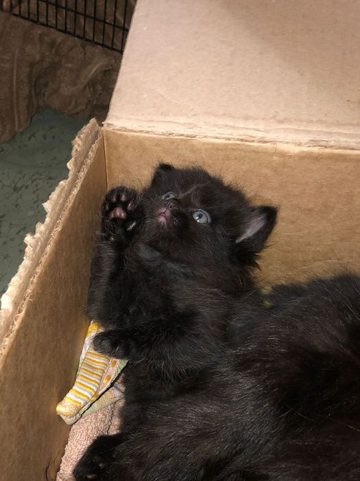 Срочно отдам котенка мальчика и маму кошку