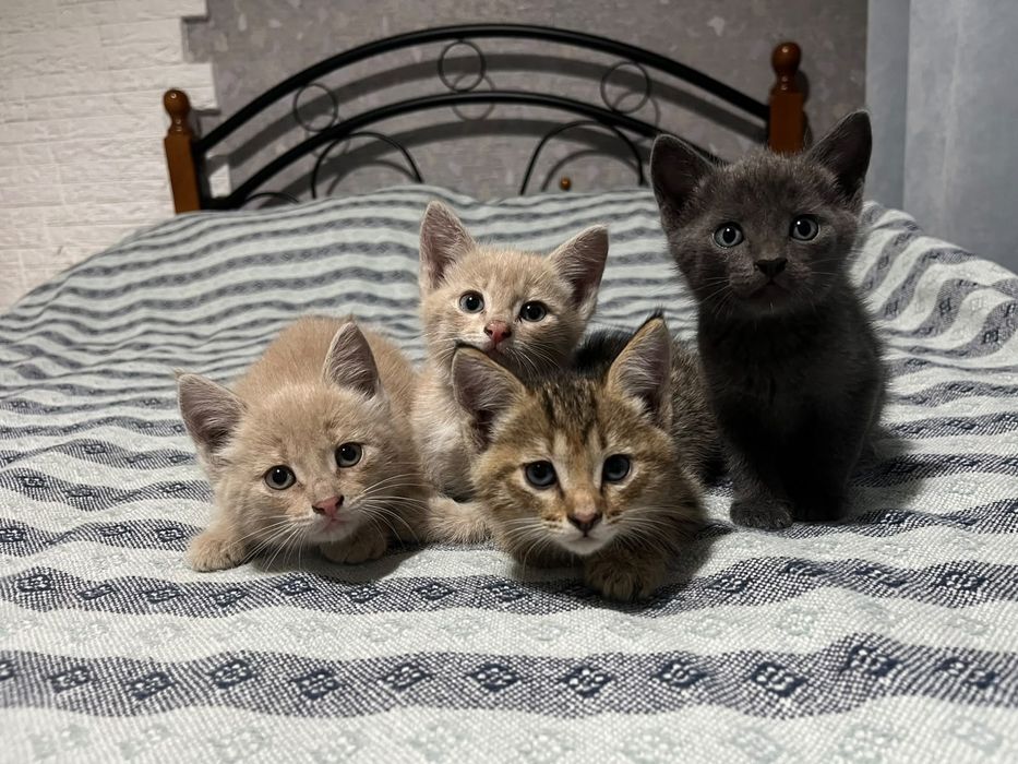 Отдам котят в добрые руки