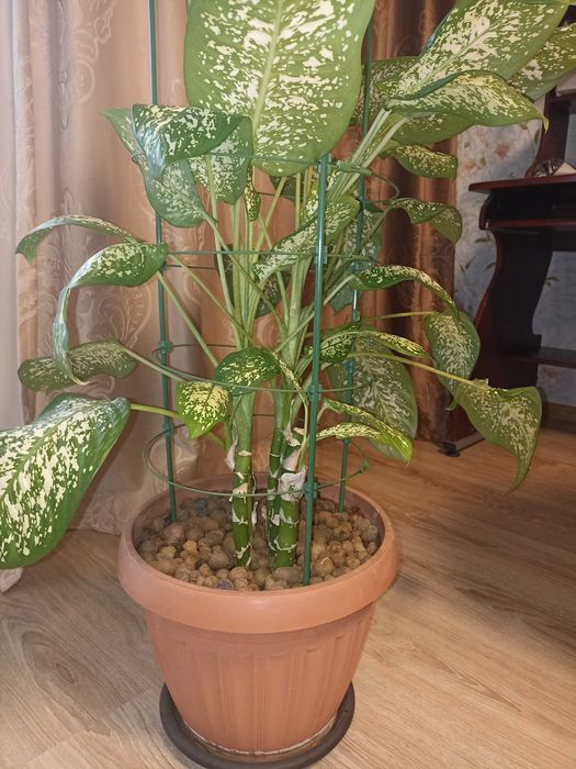 Диффенбихия 1 метр