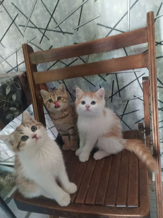 Срочна шотландский вислоухий и британский фолд