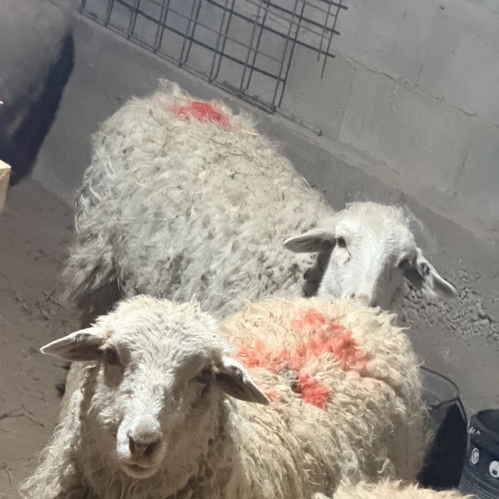 Қой Бараны Тоқты Қозы