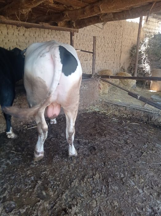 Buqa sotiladi 40 milyon