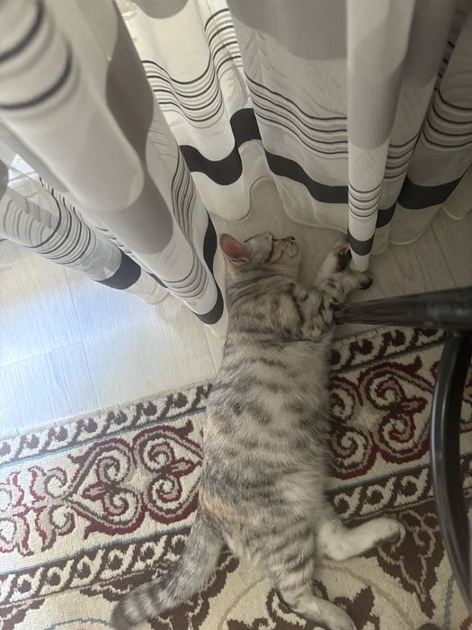 Отдам в добрые руки