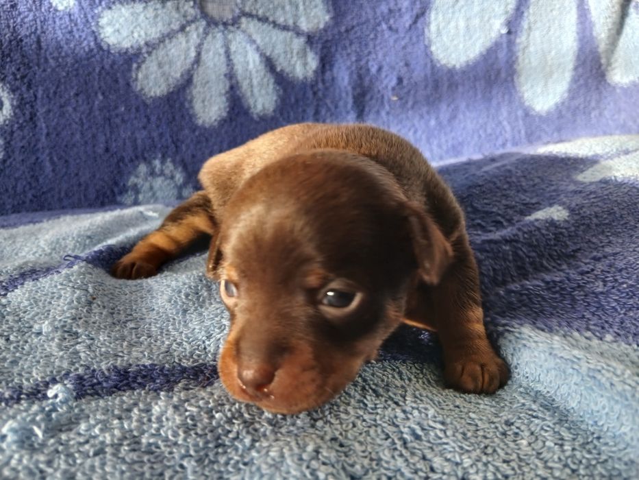 Мини Той -Пинчер  Милые мини Щеночки.