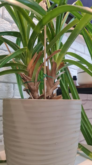 Продам стол икеа+цветок