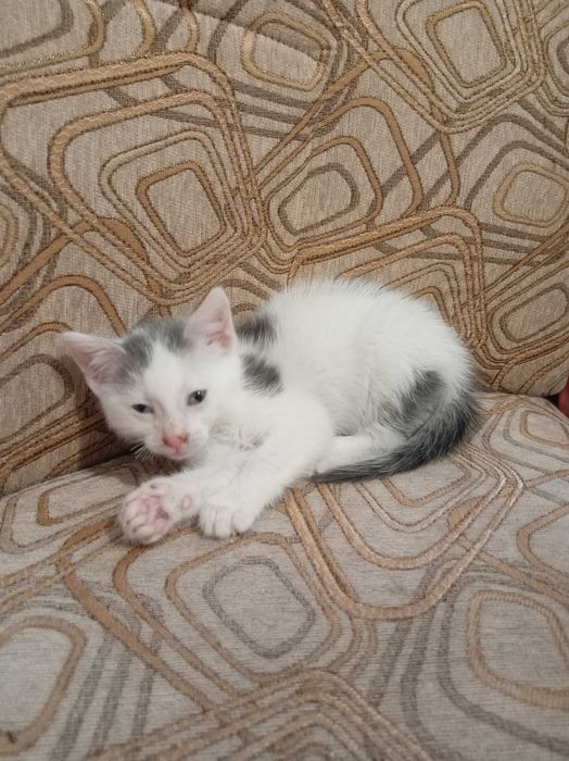 Motănelul Costi, un pui de 7 săptămâni