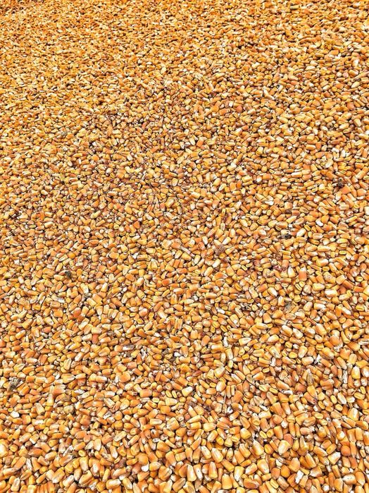 Vand porumb , productie 2026