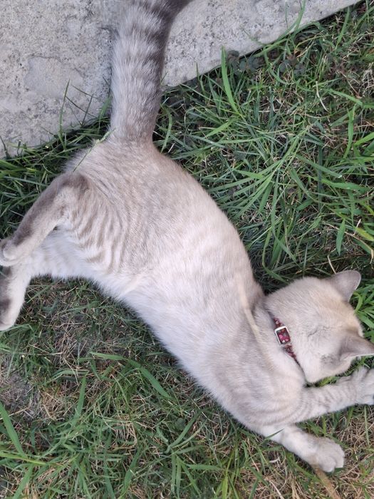 Хадйага кз бола мушу