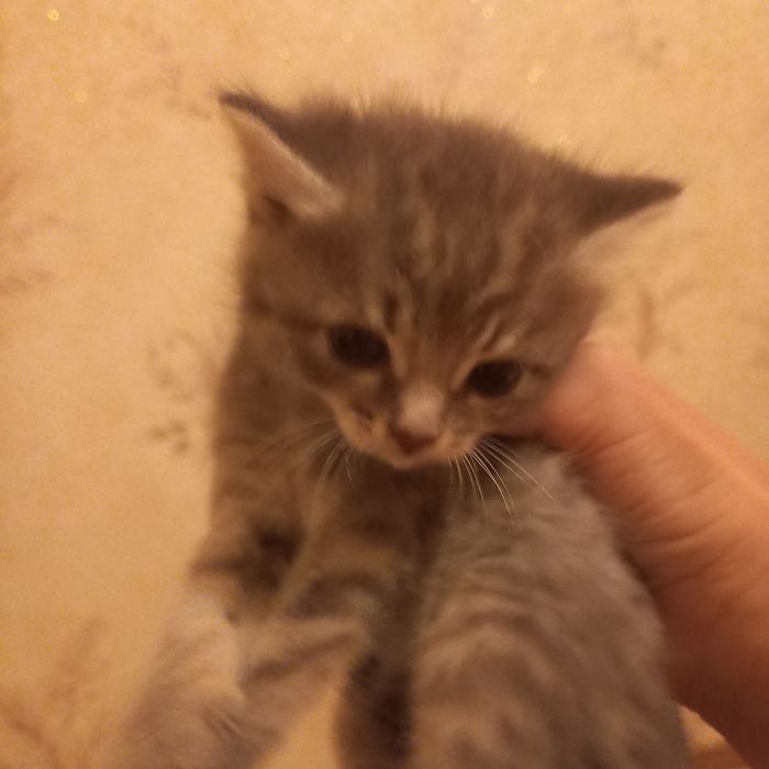 Породистый котёнок 1,5 месяца