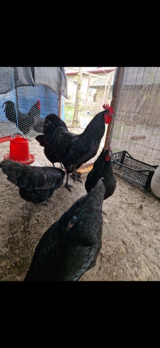 Oua de incubat de Australorp Negru de la pasarile din imagine. Pret 5 lei oul, detali 0728310545