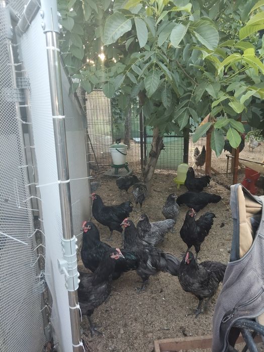 Vând cocosi australorp