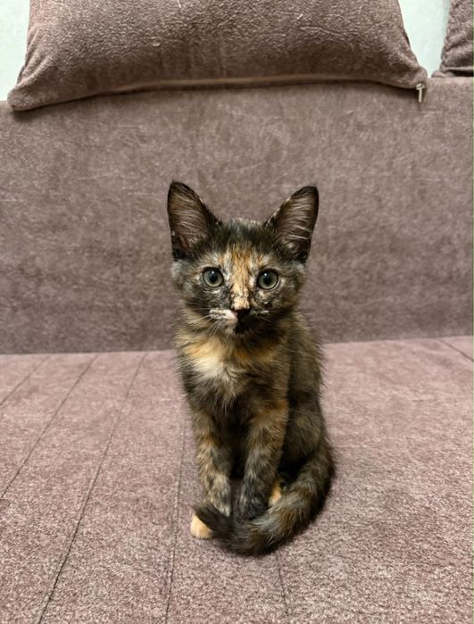 Бесплатно отдается котенок