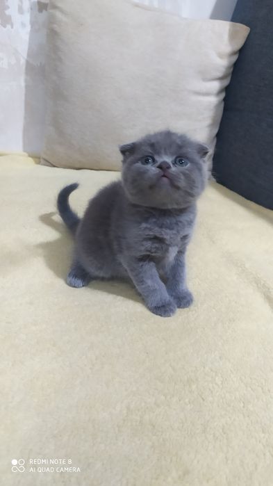 Чистокровные Шотландские Вислоухие котята Фолд