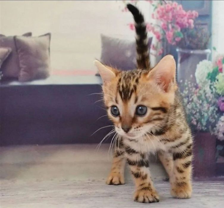 Продается красивая девочка