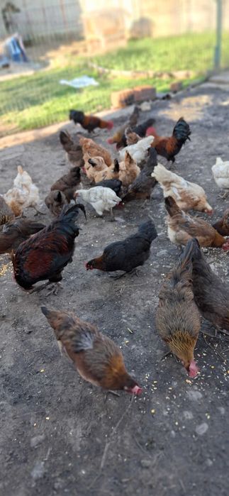 vand ou de incubat si consum