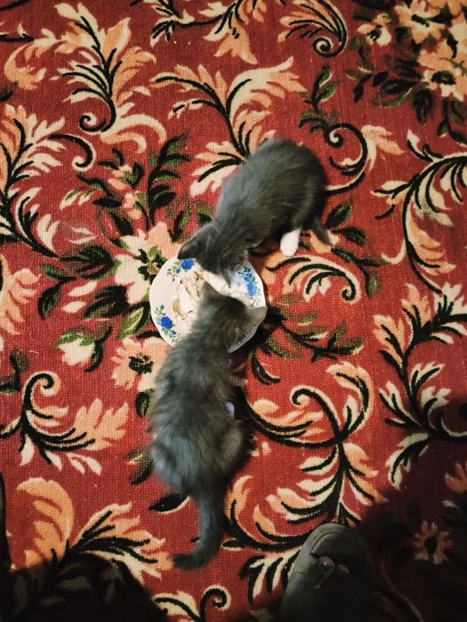 Кошка с котятами