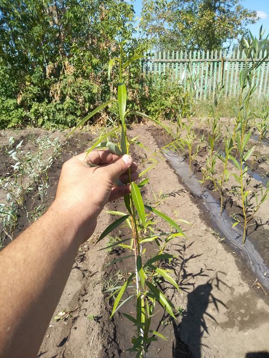 Саженцы Ива 1,5м