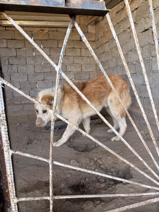 Алабай йт таза 2 жасар