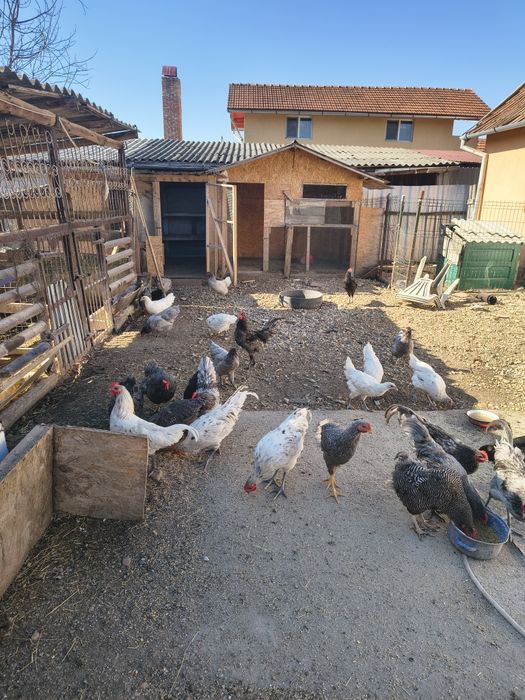 Vând păsări australorp,rățoi,curci