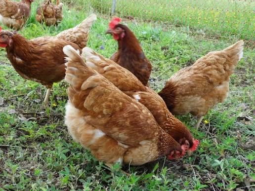 Кокошки от най-хубавите