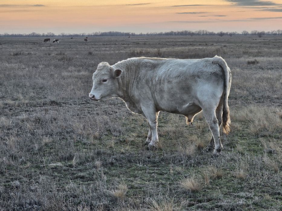 Продам быка аулеколской породы