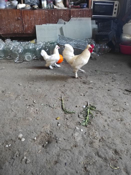 Япончалар сотилади