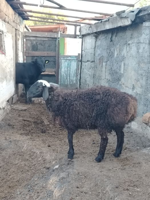 1бас еркек тоқты сатлады