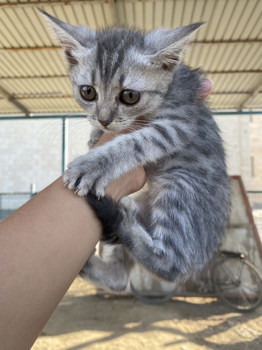 Шотландский мысық