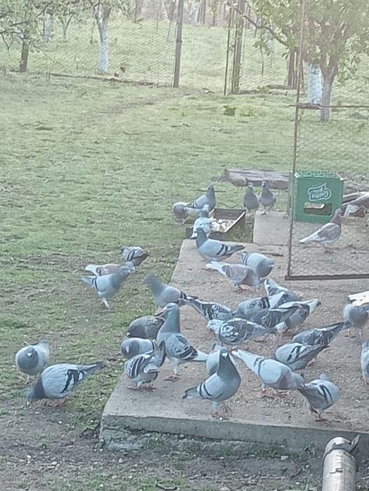 Vând Porumbei Voiajori