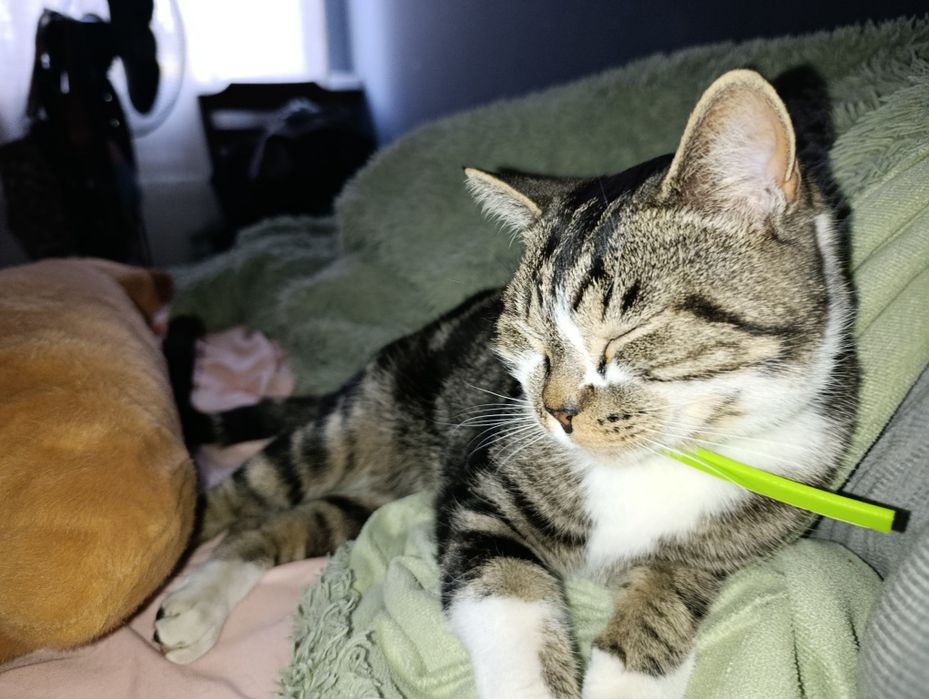 Британский мраморный кот