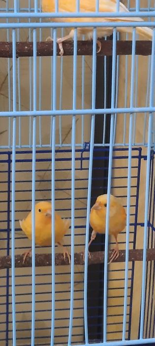 Канарейки молодняк