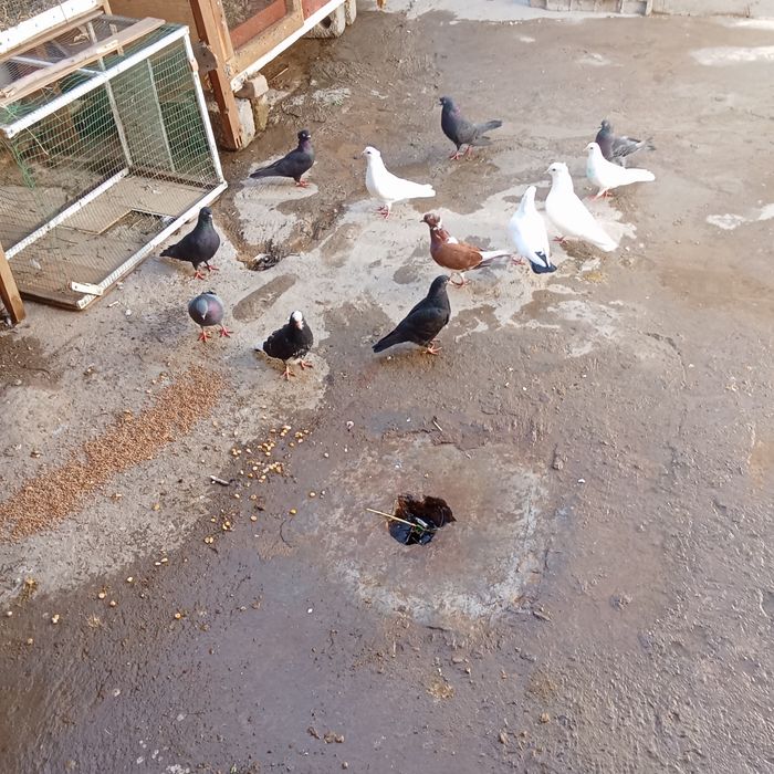 Каптарла сотилади Бир жойга