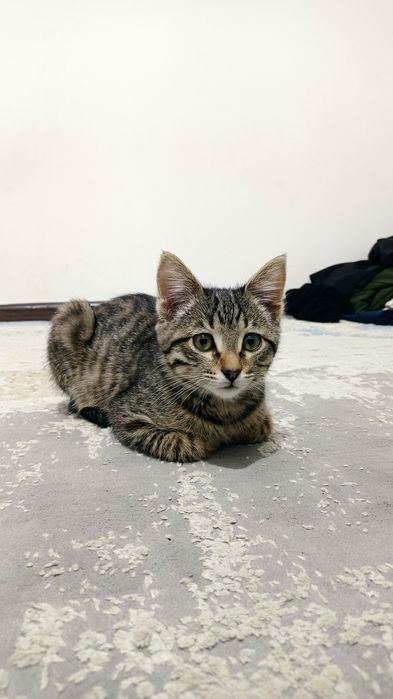 Котёнок милый ^•_•^