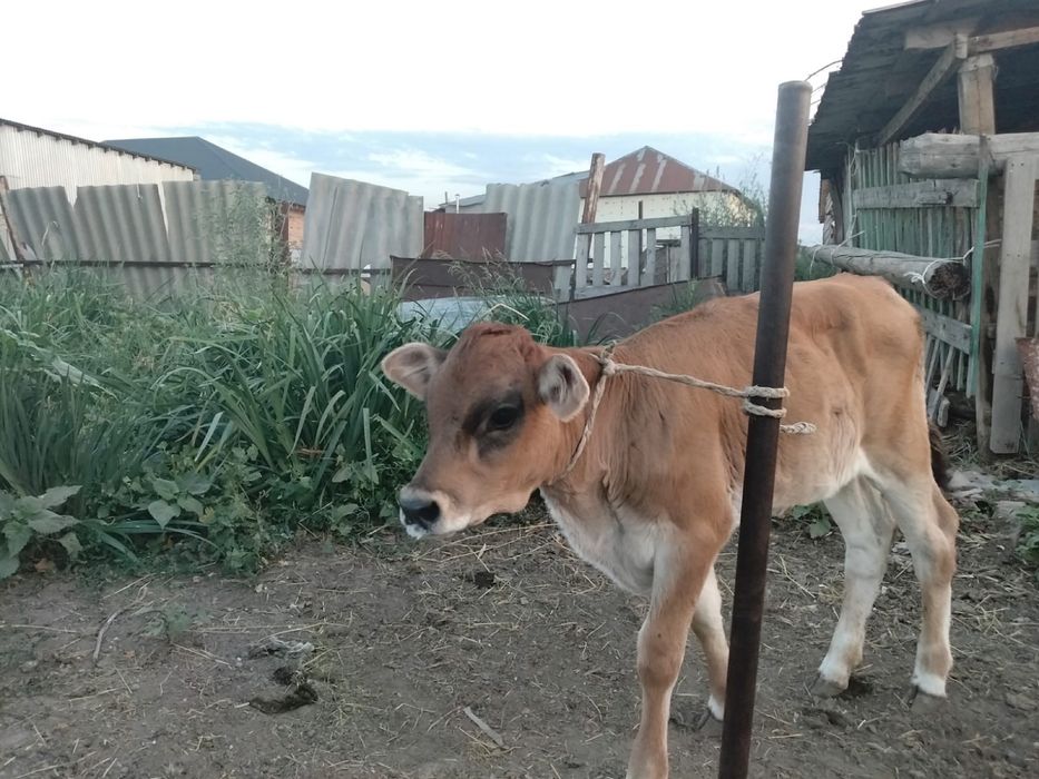 Бұзау сатылады …