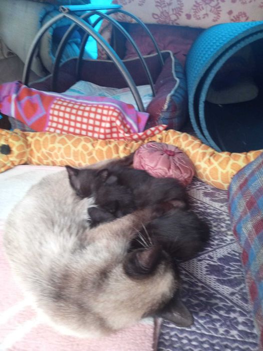 Pisici pentru adoptie